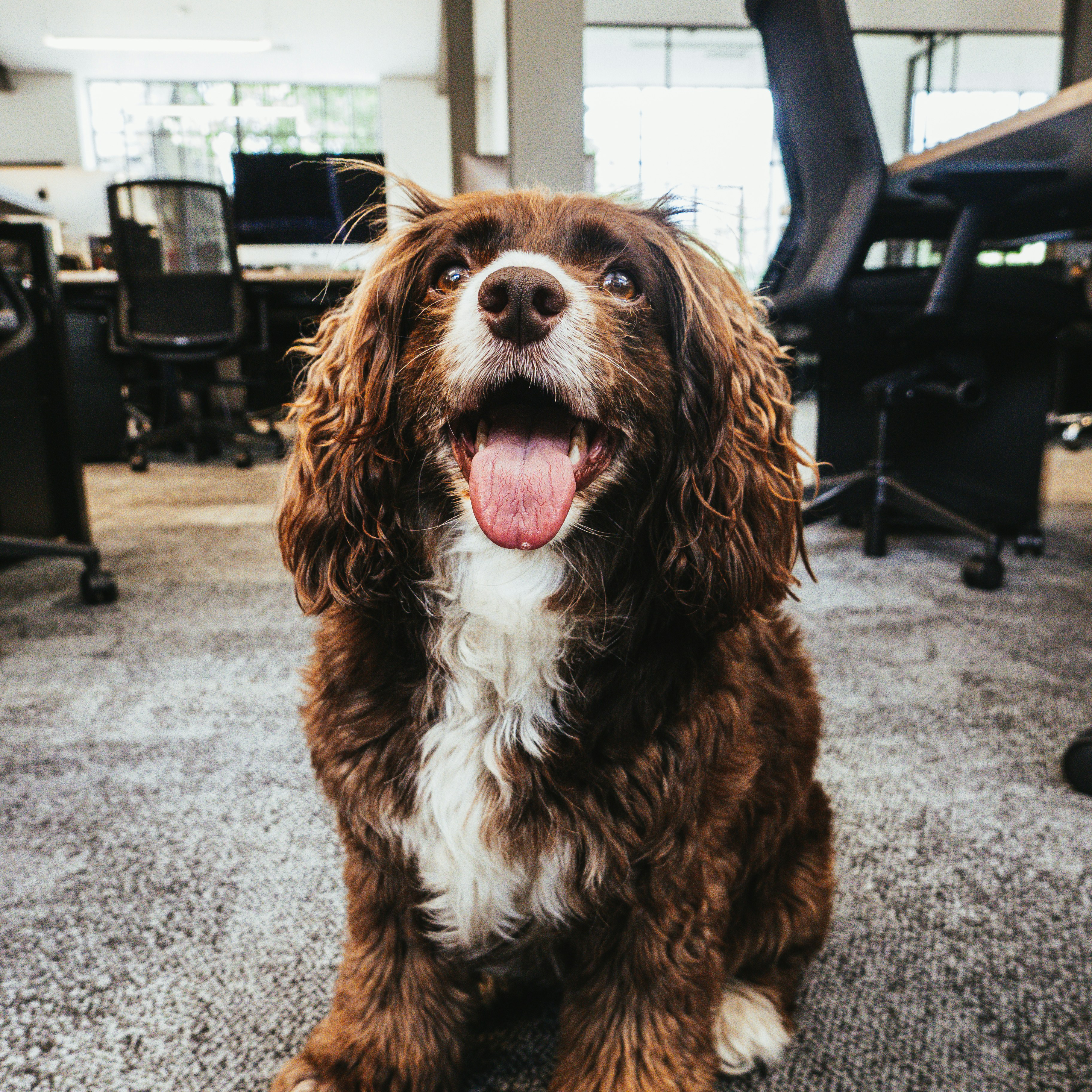 Office dog